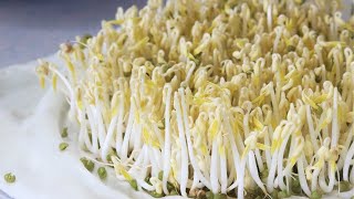 How to Grow Bean Sprouts and make Bean Sprout Salad [upl. by Ianej]