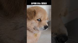 낯을 가리는 꼬마 댕댕이 댕댕이 강아지 dog puppy [upl. by Valenza]