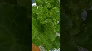 checkout my Hydroponically grown lettuce kratkyhydroponics thankyouforwatching [upl. by Kirchner]