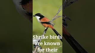 Shrike The Butcher Bird [upl. by Yllop]