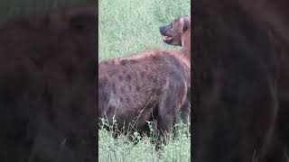 CRAZY HYENA SOUNDS Shorts wildlife [upl. by Solahcin]