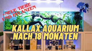 KALLAX AQUARIUM nach 18 MONATEN UPDATE  I TAX [upl. by Ahsiner]