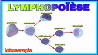 la lymphopoïèse [upl. by Mokas]