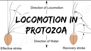 Biology  Phylum Protozoa  Locomotion in Protozoa [upl. by Donough]