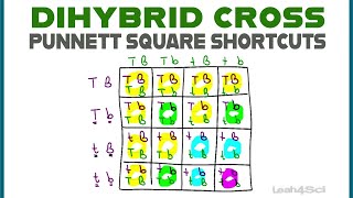 Dihybrid Cross Punnett Squares  MCAT Shortcut Mendelian Genetics Part 2 [upl. by Georgine299]