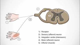 THE NERVOUS SYSTEM Spinal Reflex Simple Reflex Arc [upl. by Jenica]