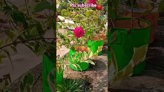 gardening ytshorts garden plants [upl. by Reseda]