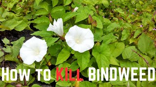 How to KILL Bindweed [upl. by Ogata]