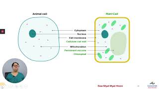 Chapter 2 Part 23 Centrosome amp Centrioles [upl. by Lamok]