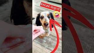 Adorable Dog Taste Testing Foods dog youtubeshorts [upl. by Ayrb]