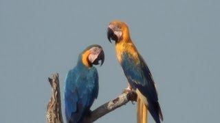 ARARACANINDÉ rara ARA ARARAUNA BLUEANDYELLOW MACAW ARARAAMARELA ARAARAUNA [upl. by Rudd]