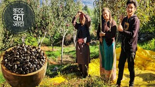 Buckwheat Season  Kande Vlog Kinnaur HP [upl. by Halie418]