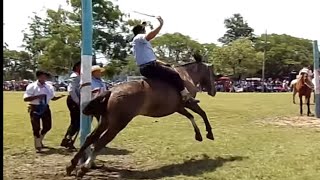 Jineteadas de Caballos 🤠🐴 Gustavo Jacobo horses rodeo pbr animals jineteadas caballos ginete [upl. by Hermione239]