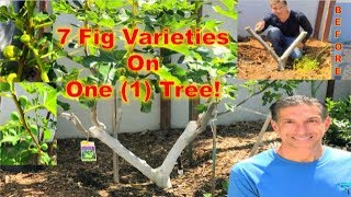 7in1 Fig Tree Grafting Update  Fruiting In Less Than 2 Years [upl. by Marysa]