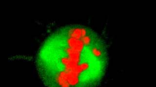 Mitosis in 3D  With Chromosome Bridge [upl. by Nedearb614]