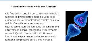 Assone del Neurone Struttura Funzioni e Trasmissione Nervosa [upl. by Valentina492]