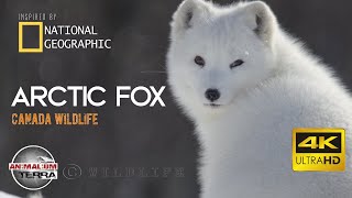 Arctic Fox  Canada Wildlife  Scientific name Vulpes Lagopus [upl. by Dnalyr]