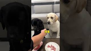 Dog I treat you as a brother but you want to eat my meal When you have a greedy puppy the do [upl. by Odlo]