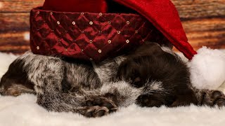 Wirehaired Pointing Griffon vs German Wirehaired Pointer Which is Right for You [upl. by Antony]