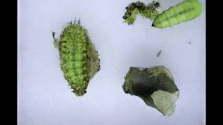 Metamorphosis Io Moth Caterpillars Pupate [upl. by Bergren]