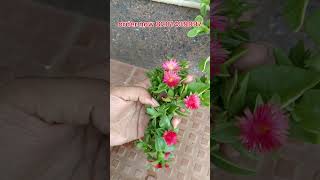 Baby sunrose plant care shorts shortvideo short [upl. by Skoorb]