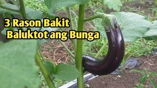 TATLONG RASON BAKIT NAGIGING BALUKTOT ANG BUNGA NG TALONG POLICE FARMER [upl. by Coben357]