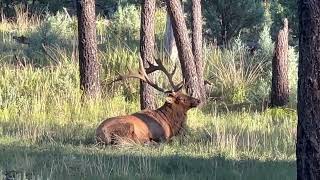 New Mexico Unit 36  Bull Elk Palmated [upl. by Feld]