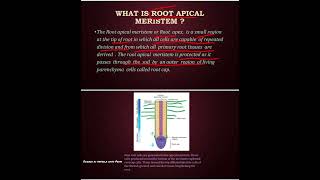 Root Apical meristem  Biology  subscribe 🙏 [upl. by Nirtiac554]