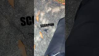 Scorpion on BTIC Big one bro motovlog dji scorpion bukittinggivlog [upl. by Nirac]