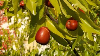 Picking Jujube  Chinese Date Ziziphus jujuba in Germany [upl. by Misak395]