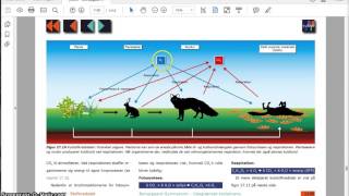 Kulstoffets kredsløb [upl. by Renaud]