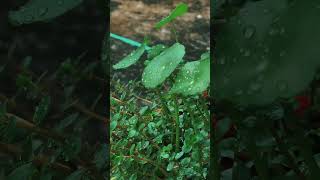 bacopa and pennywort plants [upl. by Richer]