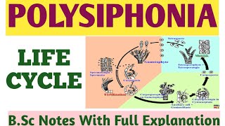 POLYSIPHONIA  LIFE CYCLE Of POLYSIPHONIA  Tetrasporophyte GametophyteCarposporophyte  ZBC [upl. by Dolloff]