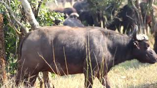 Buffalo Herds in Action Witness the Power of Naturequot [upl. by Naux958]