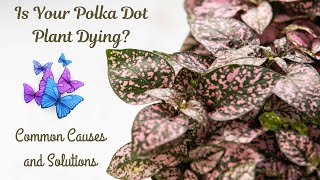 Why Is My Polka Dot Plant Dying Common Causes and Solutions polkadotplant houseplants plantcare [upl. by Troc550]