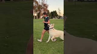 Some heeling and obedience progress lately dogtraining schutzhund shepherd ilovemydog [upl. by Pascasia254]