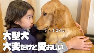 【大型犬仔犬のいる生活7】密着！ゴールデンと暮らすと笑いあり涙あり⁉︎の生後8ヶ月 [upl. by Seerdi]