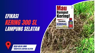 KONDISI GULMA SETELAH DILAKUKAN PENYEMPROTAN HERBISIDA KERING 300 SL [upl. by Zoubek543]