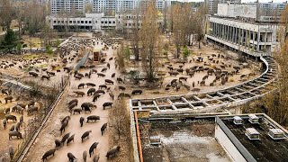 Pourquoi Laccident De Tchernobyl N’a Pas Tué Les Sangliers [upl. by Dewain]