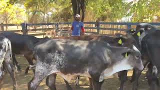 São 45 Bezerras Girolando de FIV Registradas Livro Fechado R 700000 panimal 34991591395 [upl. by Isolde]