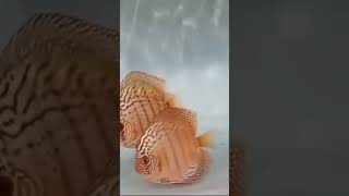 Turquoise Discus fish aquarim trending shorts fish [upl. by Laszlo]