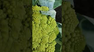 ROMANESCO food shorts gardening [upl. by Haisi]