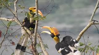 Hornbill Fighting [upl. by Acima]