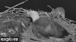 Fox Attacks Bald Eagle Nest [upl. by Cammie]