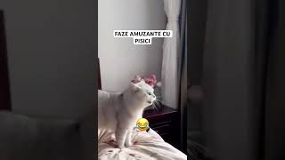 FAZE AMUZANTE CU PISICI 😂 funny cat pets animals funnycats pisici amuzant viral [upl. by Mcfarland240]