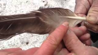 Identification of eagle feather and laws governing possessing American Bald Eagle parts [upl. by Naid]