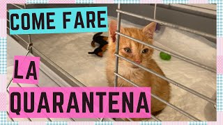 LA QUARANTENA del gattino perchè è importante come effettuarla quanto dura [upl. by Tehcac]