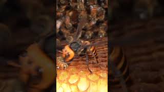 Western Honeybees Brave Defense Giant Hornet Retreats Under Pressure [upl. by Adamok]