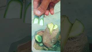 desert rose Caudex Multiple Grafting Easily shorts desertrose youtubeshorts [upl. by Anua232]