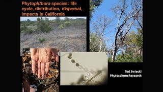 Phytophthora species life cycle distribution dispersal impacts in California [upl. by Anilejna]